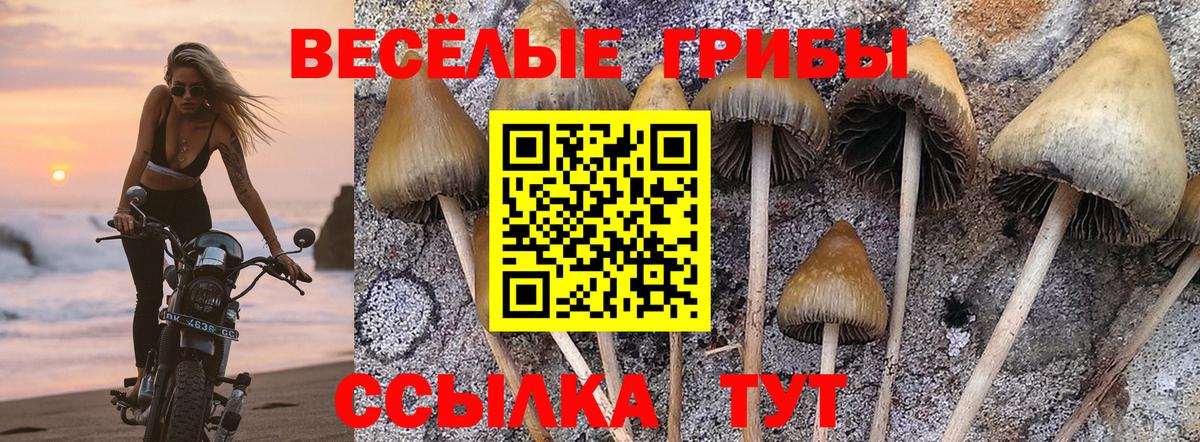 Галлюциногенные грибы Psilocybine cubensis Дивногорск
